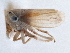  (Ceratagallia rossi - CNC#HEM406139)  @11 [ ] CreativeCommons - Attribution (2014) CBG Photography Group Centre for Biodiversity Genomics