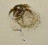  (Ilyocryptus cf. agilis - BarCrust 102)  @11 [ ] CreativeCommons - Attribution Non-Commercial Share-Alike (2015) A. Hobæk Norwegian Institute for Water Research