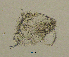  (Ilyocryptus cf. silvaeducensis - BarCrust 105)  @11 [ ] CreativeCommons - Attribution Non-Commercial Share-Alike (2015) A. Hobæk Norwegian Institute for Water Research