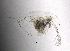  (Daphnia lacustris - BarCrust 127)  @13 [ ] CreativeCommons - Attribution Non-Commercial Share-Alike (2015) A. Hobæk Norwegian Institute for Water Research