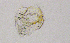  (Ilyocryptus cf. sordidus - BarCrust 158)  @11 [ ] CreativeCommons - Attribution Non-Commercial Share-Alike (2015) A. Hobæk Norwegian Institute for Water Research