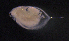  (Daphnia umbra - BarCrust 16)  @13 [ ] CreativeCommons - Attribution Non-Commercial Share-Alike (2015) A. Hobæk Norwegian Institute for Water Research
