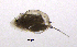  (Daphnia cristata - BarCrust 233)  @12 [ ] CreativeCommons - Attribution Non-Commercial Share-Alike (2015) A. Hobæk Norwegian Institute for Water Research