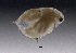  (Daphnia longispina - BarCrust 248)  @13 [ ] CreativeCommons - Attribution Non-Commercial Share-Alike (2015) A. Hobæk Norwegian Institute for Water Research
