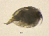  (Pleuroxus cf. laevis - BarCrust 42)  @11 [ ] CreativeCommons - Attribution Non-Commercial Share-Alike (2015) A. Hobæk Norwegian Institute for Water Research