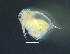  (Daphnia atkinsoni - BarCrust 428)  @11 [ ] CreativeCommons - Attribution Non-Commercial Share-Alike (2015) A. Hobæk Norwegian Institute for Water Research