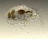  ( - BarCrust 8)  @11 [ ] CreativeCommons - Attribution Non-Commercial Share-Alike (2015) A. Hobæk Norwegian Institute for Water Research