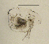  (Daphnia cf. lacustris - BarCrust 81)  @12 [ ] CreativeCommons - Attribution Non-Commercial Share-Alike (2015) A. Hobæk Norwegian Institute for Water Research