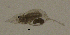  (Daphnia cucullata - BarCrust 84)  @11 [ ] CreativeCommons - Attribution Non-Commercial Share-Alike (2015) A. Hobæk Norwegian Institute for Water Research
