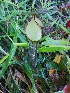  (Nepenthes ramispina - NR GCC)  @11 [ ] by-nc-sa (2023) Edward Entalai Universiti Putra Malaysia