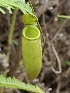  (Nepenthes X trichocarpa - NT AHU)  @11 [ ] by-nc-sa (2023) Edward Entalai Universiti Putra Malaysia