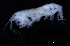  ( - 1-10S_Oedi5_2012_3)  @11 [ ] CreativeCommons  Attribution Non-Commercial Share-Alike (2021) Anna Jazdzewska University of Lodz, Dept of Invertebrate Zoology and Hydrobiology