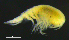  ( - 1-10S_Syno4_2012_1)  @11 [ ] CreativeCommons  Attribution Non-Commercial Share-Alike (2021) Anna Jazdzewska University of Lodz, Dept of Invertebrate Zoology and Hydrobiology