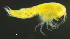  ( - 10-9S_Syno4_2012_2)  @11 [ ] CreativeCommons  Attribution Non-Commercial Share-Alike (2021) Anna Jazdzewska University of Lodz, Dept of Invertebrate Zoology and Hydrobiology