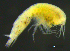  (SynopiidaeAJ sp. 4 - 10-9S_Syno4_2012_3)  @11 [ ] CreativeCommons  Attribution Non-Commercial Share-Alike (2021) Anna Jazdzewska University of Lodz, Dept of Invertebrate Zoology and Hydrobiology