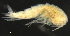  ( - 11-9S_Syno10_2012_9)  @11 [ ] CreativeCommons  Attribution Non-Commercial Share-Alike (2021) Anna Jazdzewska University of Lodz, Dept of Invertebrate Zoology and Hydrobiology