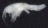  ( - 12-4S_Oedi7_2012_3)  @11 [ ] CreativeCommons  Attribution Non-Commercial Share-Alike (2021) Anna Jazdzewska University of Lodz, Dept of Invertebrate Zoology and Hydrobiology