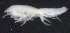  ( - 12-4S_Oedi7_2012_5)  @11 [ ] CreativeCommons  Attribution Non-Commercial Share-Alike (2021) Anna Jazdzewska University of Lodz, Dept of Invertebrate Zoology and Hydrobiology