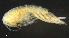  ( - 12-4S_Syno10_2012_10)  @11 [ ] CreativeCommons  Attribution Non-Commercial Share-Alike (2021) Anna Jazdzewska University of Lodz, Dept of Invertebrate Zoology and Hydrobiology