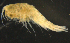  ( - 12-4S_Syno10_2012_4)  @11 [ ] CreativeCommons  Attribution Non-Commercial Share-Alike (2021) Anna Jazdzewska University of Lodz, Dept of Invertebrate Zoology and Hydrobiology