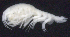  ( - 2-9S_Oedi9_2012_2)  @11 [ ] CreativeCommons  Attribution Non-Commercial Share-Alike (2021) Anna Jazdzewska University of Lodz, Dept of Invertebrate Zoology and Hydrobiology