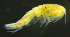  ( - 2-9S_Syno10_2012_1)  @11 [ ] CreativeCommons  Attribution Non-Commercial Share-Alike (2021) Anna Jazdzewska University of Lodz, Dept of Invertebrate Zoology and Hydrobiology