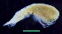  ( - 2-9S_Syno3_2012_4)  @11 [ ] CreativeCommons  Attribution Non-Commercial Share-Alike (2021) Anna Jazdzewska University of Lodz, Dept of Invertebrate Zoology and Hydrobiology