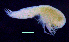  ( - 2-9S_Syno3_2012_5)  @11 [ ] CreativeCommons  Attribution Non-Commercial Share-Alike (2021) Anna Jazdzewska University of Lodz, Dept of Invertebrate Zoology and Hydrobiology