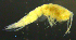  (SynopiidaeAJ sp. 5 - 2-9S_Syno5_2012_1)  @11 [ ] CreativeCommons  Attribution Non-Commercial Share-Alike (2021) Anna Jazdzewska University of Lodz, Dept of Invertebrate Zoology and Hydrobiology