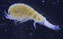  (CyphocaridinaeAJ sp. 1 - 3-9S_Cyph1_2012_8)  @11 [ ] CreativeCommons  Attribution Non-Commercial Share-Alike (2021) Anna Jazdzewska University of Lodz, Dept of Invertebrate Zoology and Hydrobiology