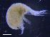  ( - 3-9S_Cyph1_2012_9)  @11 [ ] CreativeCommons  Attribution Non-Commercial Share-Alike (2021) Anna Jazdzewska University of Lodz, Dept of Invertebrate Zoology and Hydrobiology