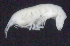  ( - 3-9S_Oedi1_2012_1)  @11 [ ] CreativeCommons  Attribution Non-Commercial Share-Alike (2021) Anna Jazdzewska University of Lodz, Dept of Invertebrate Zoology and Hydrobiology