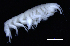  ( - 3-9S_Oedi7_2012_6)  @11 [ ] CreativeCommons  Attribution Non-Commercial Share-Alike (2021) Anna Jazdzewska University of Lodz, Dept of Invertebrate Zoology and Hydrobiology