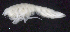  ( - 3-9S_Oedi9_2012_1)  @11 [ ] CreativeCommons  Attribution Non-Commercial Share-Alike (2021) Anna Jazdzewska University of Lodz, Dept of Invertebrate Zoology and Hydrobiology