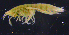  (Vemanidae - 3-9S_Pard3_2012_2)  @11 [ ] CreativeCommons  Attribution Non-Commercial Share-Alike (2021) Anna Jazdzewska University of Lodz, Dept of Invertebrate Zoology and Hydrobiology