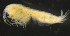  ( - 3-9S_Syno10_2012_4)  @11 [ ] CreativeCommons  Attribution Non-Commercial Share-Alike (2021) Anna Jazdzewska University of Lodz, Dept of Invertebrate Zoology and Hydrobiology