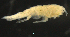  (SynopiidaeAJ sp. 10 - 3-9S_Syno10_2012_9)  @11 [ ] CreativeCommons  Attribution Non-Commercial Share-Alike (2021) Anna Jazdzewska University of Lodz, Dept of Invertebrate Zoology and Hydrobiology