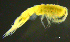  ( - 3-9S_Syno5_2012_1)  @11 [ ] CreativeCommons  Attribution Non-Commercial Share-Alike (2021) Anna Jazdzewska University of Lodz, Dept of Invertebrate Zoology and Hydrobiology