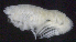  ( - 4-3S_Oedi7_2012_4)  @11 [ ] CreativeCommons  Attribution Non-Commercial Share-Alike (2021) Anna Jazdzewska University of Lodz, Dept of Invertebrate Zoology and Hydrobiology