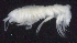  ( - 4-3S_Oedi9_2012_1)  @11 [ ] CreativeCommons  Attribution Non-Commercial Share-Alike (2021) Anna Jazdzewska University of Lodz, Dept of Invertebrate Zoology and Hydrobiology