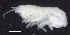  ( - 4-3S_Oedi9_2012_2)  @11 [ ] CreativeCommons  Attribution Non-Commercial Share-Alike (2021) Anna Jazdzewska University of Lodz, Dept of Invertebrate Zoology and Hydrobiology