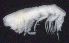  ( - 4-3S_Oedi9_2012_3)  @11 [ ] CreativeCommons  Attribution Non-Commercial Share-Alike (2021) Anna Jazdzewska University of Lodz, Dept of Invertebrate Zoology and Hydrobiology