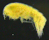  ( - 4-3S_Syno4_2012_2)  @11 [ ] CreativeCommons  Attribution Non-Commercial Share-Alike (2021) Anna Jazdzewska University of Lodz, Dept of Invertebrate Zoology and Hydrobiology