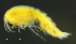  ( - 4-3S_Syno4_2012_4)  @11 [ ] CreativeCommons  Attribution Non-Commercial Share-Alike (2021) Anna Jazdzewska University of Lodz, Dept of Invertebrate Zoology and Hydrobiology