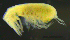  ( - 5-9S_Syno4_2012_1)  @11 [ ] CreativeCommons  Attribution Non-Commercial Share-Alike (2021) Anna Jazdzewska University of Lodz, Dept of Invertebrate Zoology and Hydrobiology