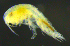  ( - 5-9S_Syno4_2012_6)  @11 [ ] CreativeCommons  Attribution Non-Commercial Share-Alike (2021) Anna Jazdzewska University of Lodz, Dept of Invertebrate Zoology and Hydrobiology