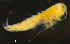  ( - 6-11S_Syno10_2012_2)  @11 [ ] CreativeCommons  Attribution Non-Commercial Share-Alike (2021) Anna Jazdzewska University of Lodz, Dept of Invertebrate Zoology and Hydrobiology