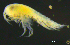  ( - 6-11S_Syno4_2012_1)  @11 [ ] CreativeCommons  Attribution Non-Commercial Share-Alike (2021) Anna Jazdzewska University of Lodz, Dept of Invertebrate Zoology and Hydrobiology