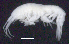  ( - 7-9S_Oedi1_2012_1)  @11 [ ] CreativeCommons  Attribution Non-Commercial Share-Alike (2021) Anna Jazdzewska University of Lodz, Dept of Invertebrate Zoology and Hydrobiology