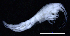  ( - 7-9S_Oedi5_2012_1)  @11 [ ] CreativeCommons  Attribution Non-Commercial Share-Alike (2021) Anna Jazdzewska University of Lodz, Dept of Invertebrate Zoology and Hydrobiology